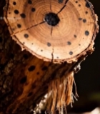  树干横截面特写(8)2845#竖屏 	 