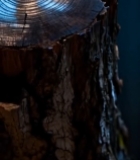  树干横截面特写(16)6788#竖屏 	 