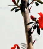  手绘红色杜鹃花5746#竖屏 	 