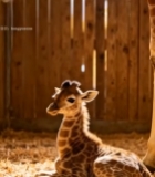  室内长颈鹿母子亲昵场景7394#竖屏 	 