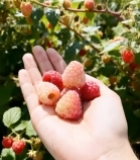  手持新鲜树莓特写5429#竖屏 	 