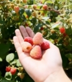  手持新鲜树莓特写5429#竖屏 	 