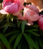  手持粉花女性侧脸特写5814#竖屏 	 