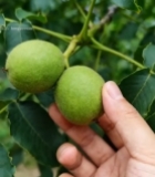  手触枝头青皮核桃特写5749#竖屏 	 