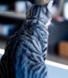  室内猫咪背影特写952#竖屏 	 