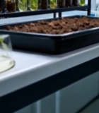  实验室试管内植物幼苗素材7604#竖屏 	 