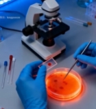  实验室科研人员操作培养皿3064#竖屏 	 