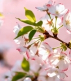  盛开的樱花树枝特写6155#竖屏 	 