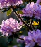  盛开的紫色杜鹃花特写6271#竖屏 	 