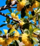  盛开的桂花特写素材2172#竖屏 	 