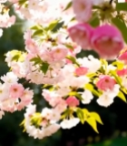  盛开的粉色樱花特写(10)4129#竖屏 	 