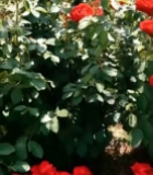  盛开的红色玫瑰花929#竖屏 	 