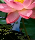  盛开的粉色荷花与荷叶1167#竖屏 	 