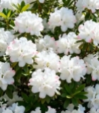  盛开的白色杜鹃花特写1369#竖屏 	 