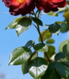  深红月季花特写(2)4063#竖屏 	 