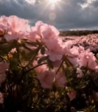  盛开的粉色杜鹃花海1836#竖屏 	 