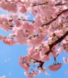  盛开的粉色樱花2749#竖屏 	 