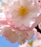  盛开的粉色樱花特写()(1)6986#竖屏 	 