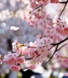  盛开的粉色樱花特写()4278#竖屏 	 