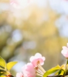  盛开的粉色樱花特写(3)739#竖屏 	 