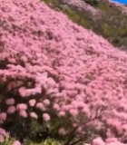  山坡粉色杜鹃花自然风光3168#竖屏 	 