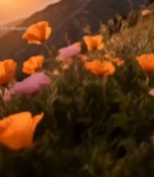  山坡上的夕阳下花卉5212#竖屏 	 