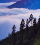  山峦云海间的壮丽日出1219#竖屏 	 