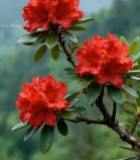  山间盛开的红色杜鹃花6774#竖屏 	 