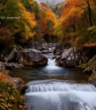  山间溪流秋日多彩树林景观4114#竖屏 	 