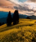  山间油菜花田夕阳美景1772#竖屏 	 