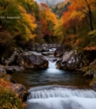  山间溪流秋日多彩树林景观4114#竖屏 	 