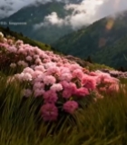  山间盛开的粉色花朵景观2010#竖屏 	 