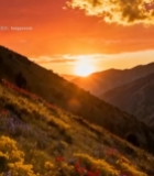  山间花海日落美景3026#竖屏 	 