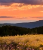  山间花海日落美景(1)5641#竖屏 	 