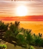  山间日出松景1170#竖屏 	 