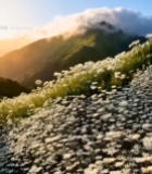  山间花海与远山景色4477#竖屏 	 