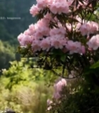  山间粉色杜鹃花特写4589#竖屏 	 