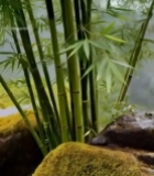  山间带水珠竹叶与岩石风景3611#竖屏 	 