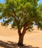  沙漠中孤树自然风光素材7495#竖屏 	 
