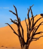  沙漠中枯树立于沙丘前4501#竖屏 	 