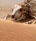  沙漠中动物骨骼特写(1)3146#竖屏 	 