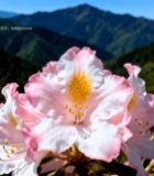  山间粉色花卉特写7080#竖屏 	 