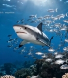  鲨鱼在海底与鱼群共游画面195#竖屏 	 