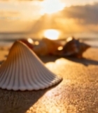  沙滩上的贝壳与海上日落景象6973#竖屏 	 