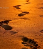  沙滩上的夕阳下脚印2839#竖屏 	 