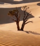  沙漠中孤树立于沙丘6087#竖屏 	 
