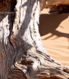  沙漠中枯木特写1109#竖屏 	 