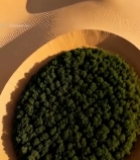  沙漠中圆形绿植俯瞰景象624#竖屏 	 