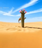  沙漠中开花仙人掌与骆驼5638#竖屏 	 