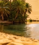  沙漠中的绿洲与棕榈树368#竖屏 	 